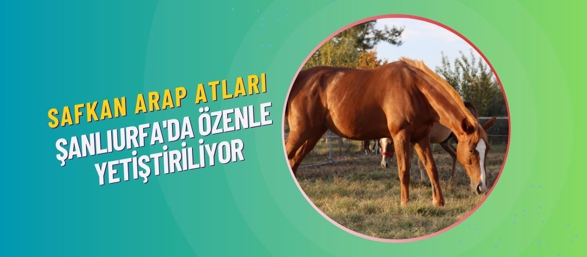 Safkan Arap atları Şanlıurfa'da özenle yetiştiriliyor