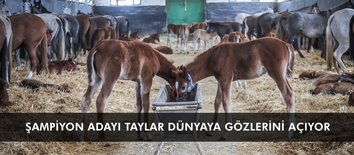 Şampiyon adayı taylar dünyaya gözlerini açıyor