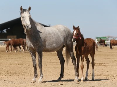 TİGEM’de şampiyon adayı 222 tay doğdu