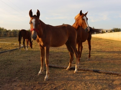 Safkan Arap atları Şanlıurfa'da özenle yetiştiriliyor