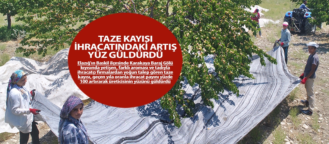 Taze kayısı ihracatındaki artış yüz güldürdü