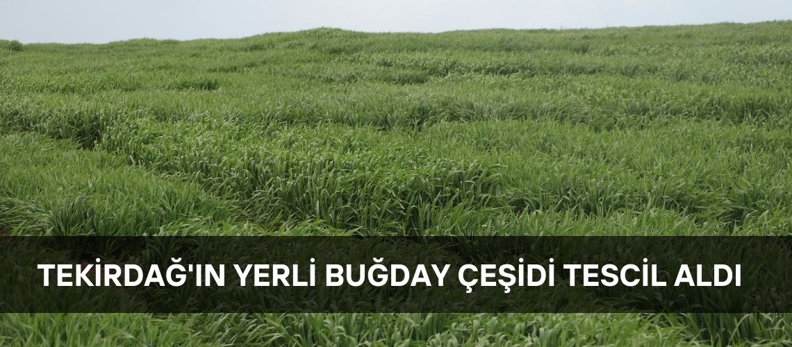 Tekirdağ'ın yerli buğday çeşidi tescil aldı