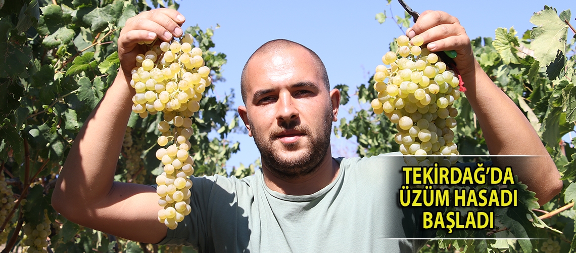 Tekirdağ’da üzüm hasadı başladı