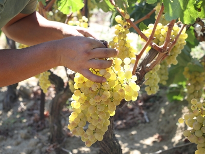Tekirdağ’da üzüm hasadı başladı