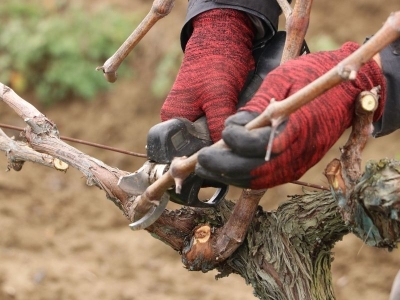 Altın makaslar kış budaması için yarıştı