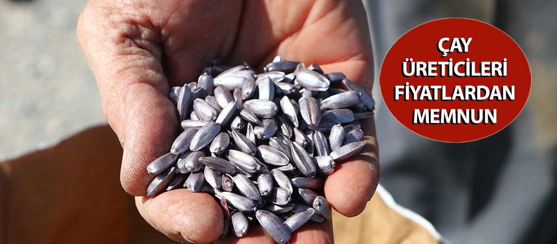 3 ton yerli ayçiçeği tohumu toprakla buluştu