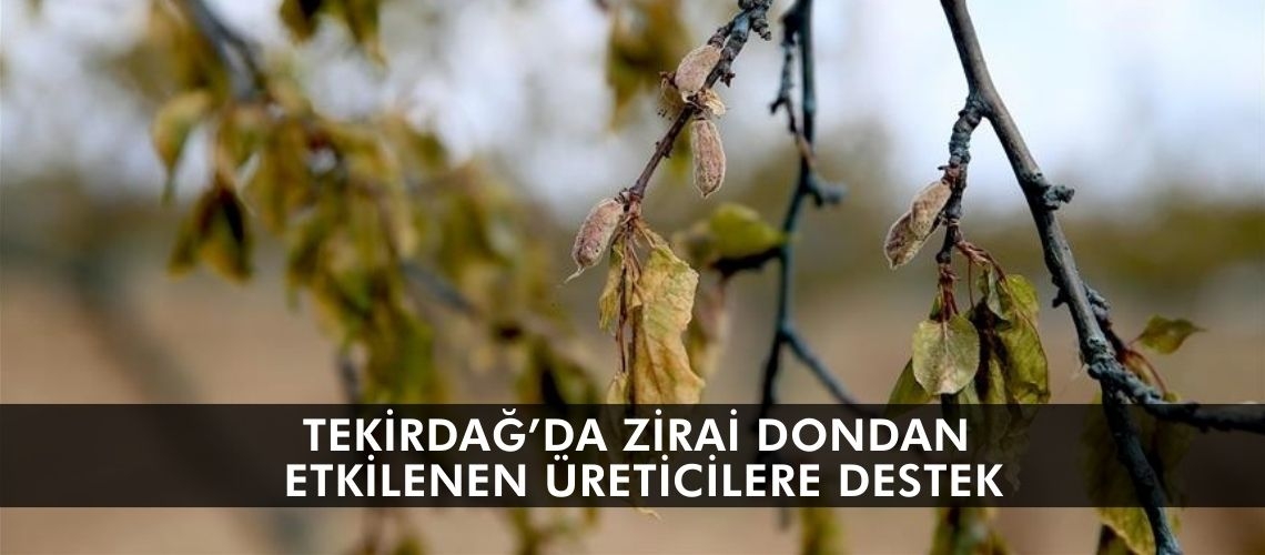 Tekirdağ’da zirai dondan etkilenen üreticilere destek