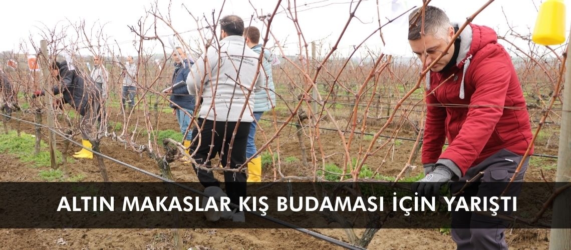 Altın makaslar kış budaması için yarıştı