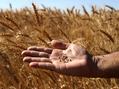 Uzmanlar kuraklığa karşı geç ekimi tavsiye ediyor