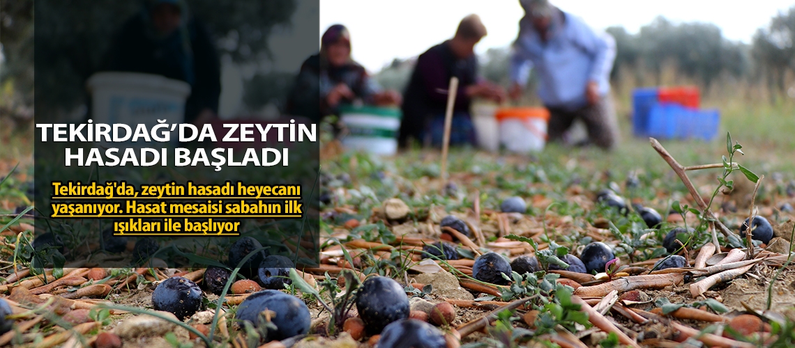 Tekirdağ’da zeytin hasadı başladı