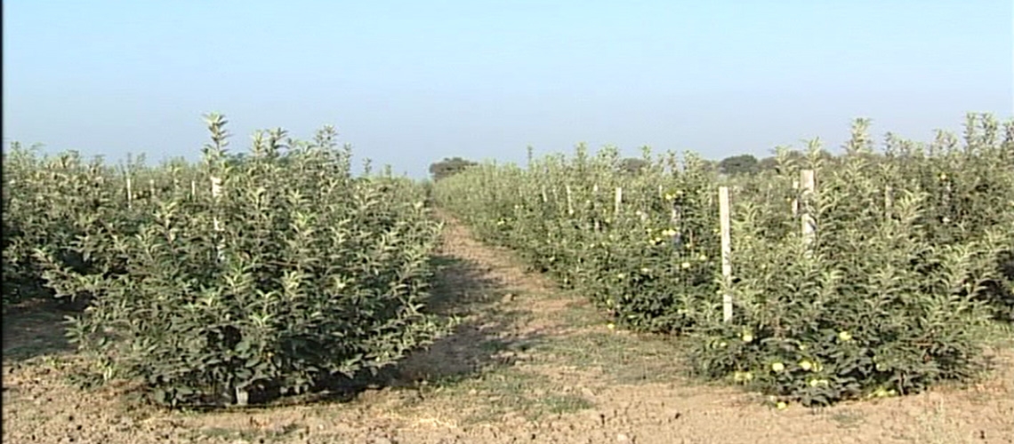Telli Sistem Bodur Elma Yetiştiriciliği