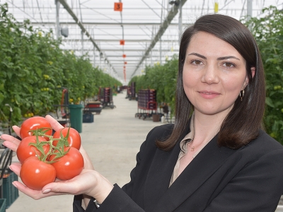 İhraçlık domatesler jeotermalle üretiliyor