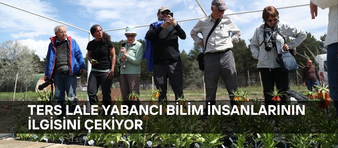 Ters lale yabancı bilim insanlarının ilgisini çekiyor