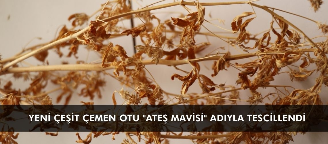 Yeni çeşit çemen otu 