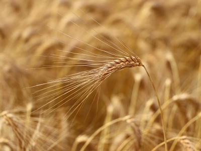Tescil için geliştirilen buğdaylarda hasat vakti