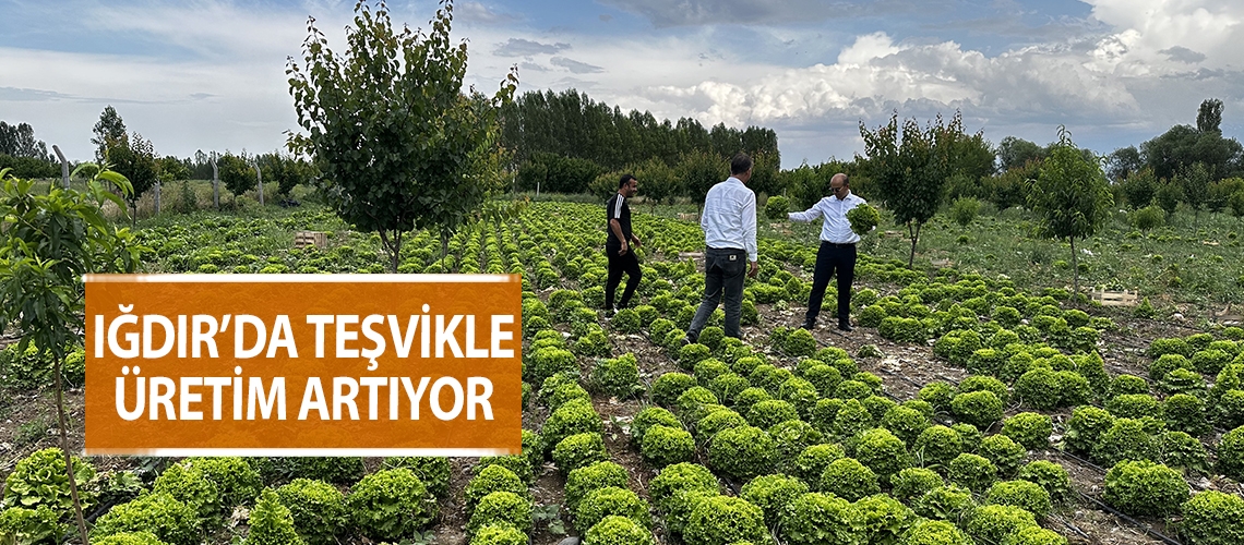 Iğdır’da teşvikle üretim artıyor