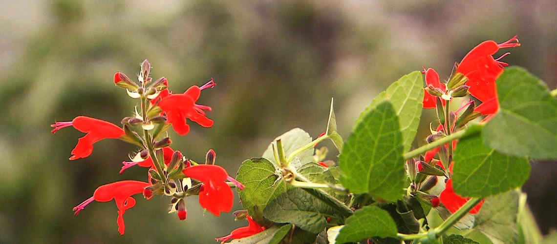 Tıbbi ve Aromatik Bitkiler