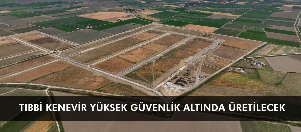 Tıbbi kenevir yüksek güvenlik altında üretilecek