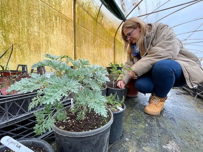 Kadın girişimcinin aromatik serası