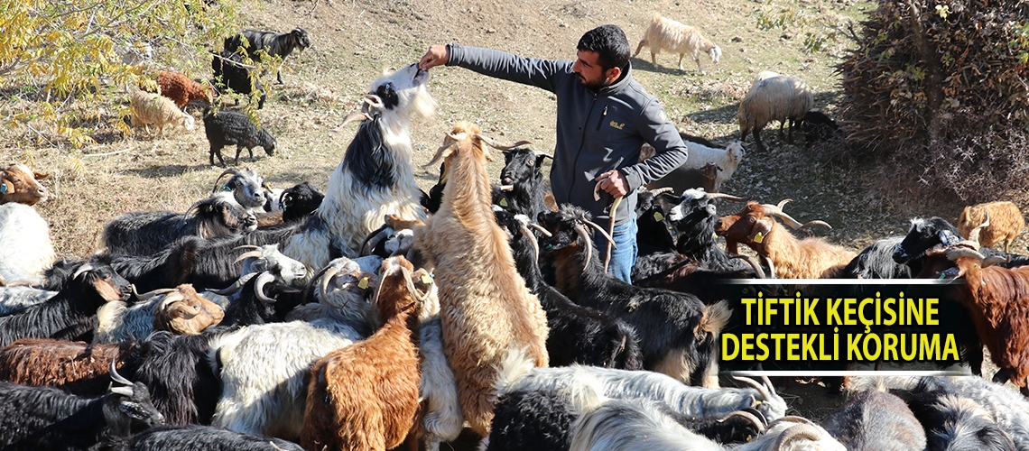 Tiftik keçisine destekli koruma