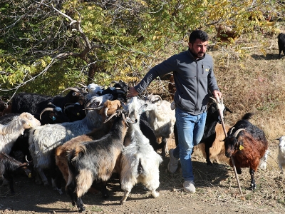 Tiftik keçisine destekli koruma