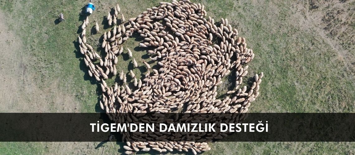 TİGEM'den damızlık desteği