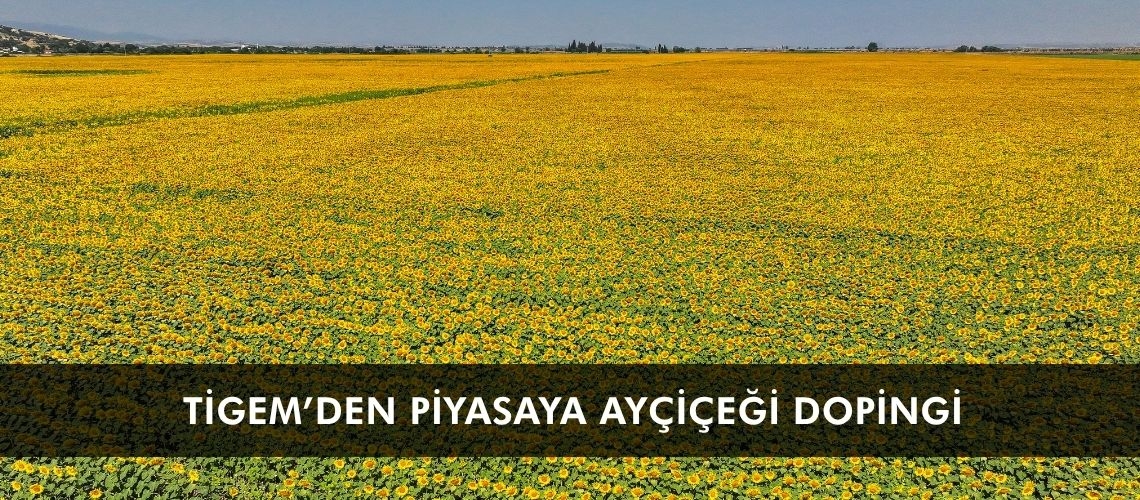 TİGEM’den piyasaya ayçiçeği dopingi