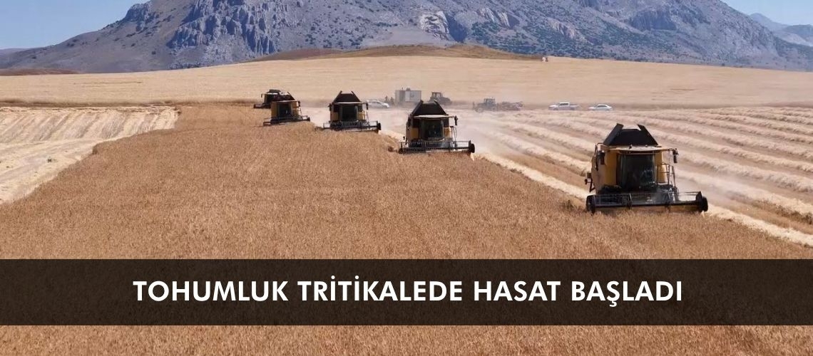 Tohumluk tritikalede hasat başladı