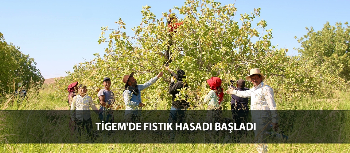 TİGEM'de fıstık hasadı başladı
