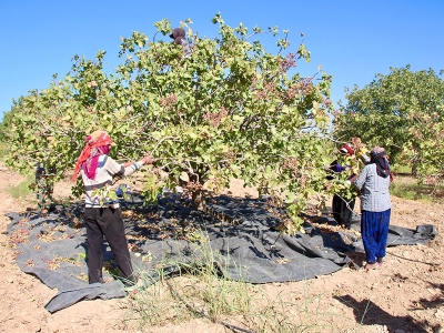 TİGEM'de fıstık hasadı başladı