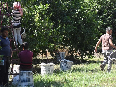 Muğla’da sertifikalı limonlar hasat ediliyor