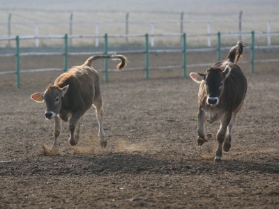 Anadolu Tarım İşletmesi hayvancılığa katkı sunuyor
