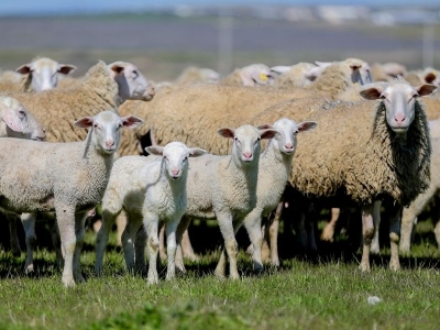 TİGEM Karacabey’de hedef 11 bin kuzu