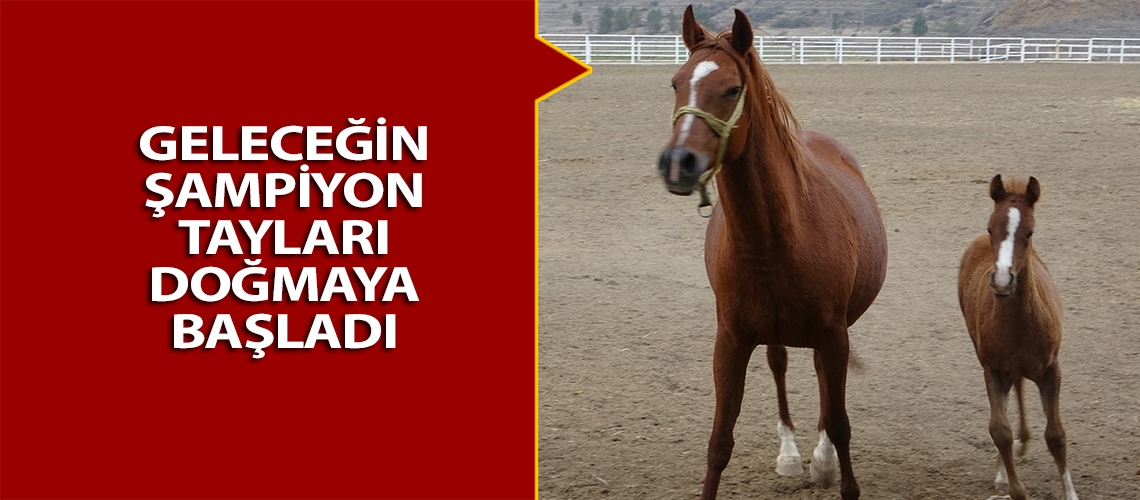 Geleceğin şampiyon tayları doğmaya başladı