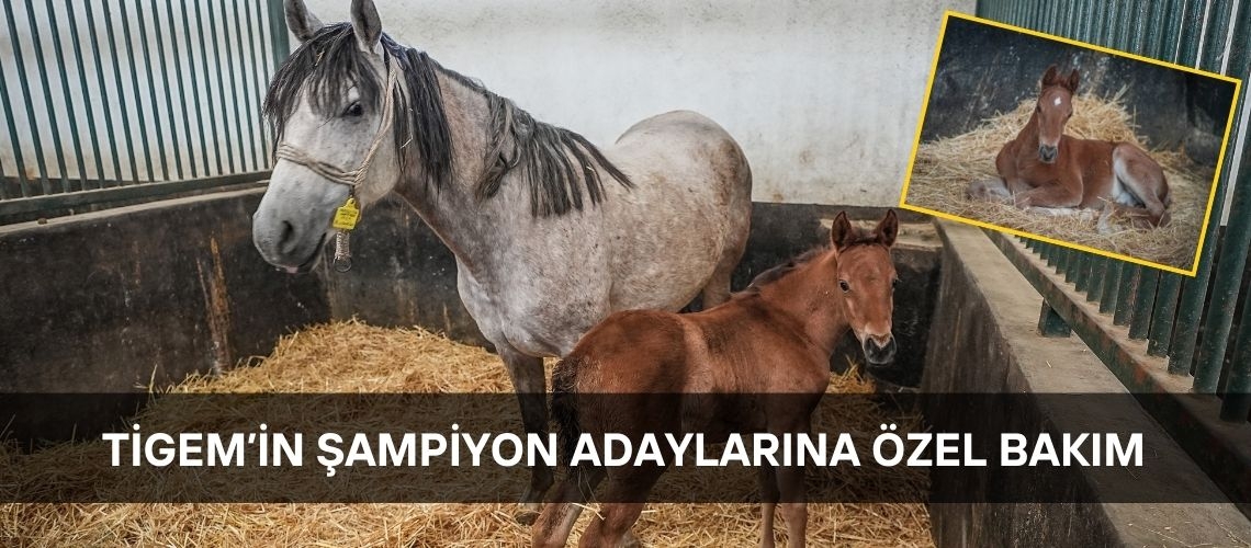 TİGEM’in şampiyon adaylarına özel bakım