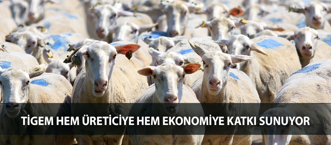 TİGEM hem üreticiye hem ekonomiye katkı sunuyor