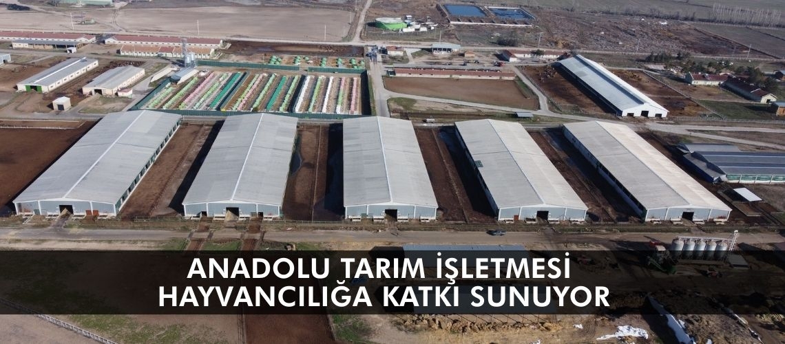 Anadolu Tarım İşletmesi hayvancılığa katkı sunuyor