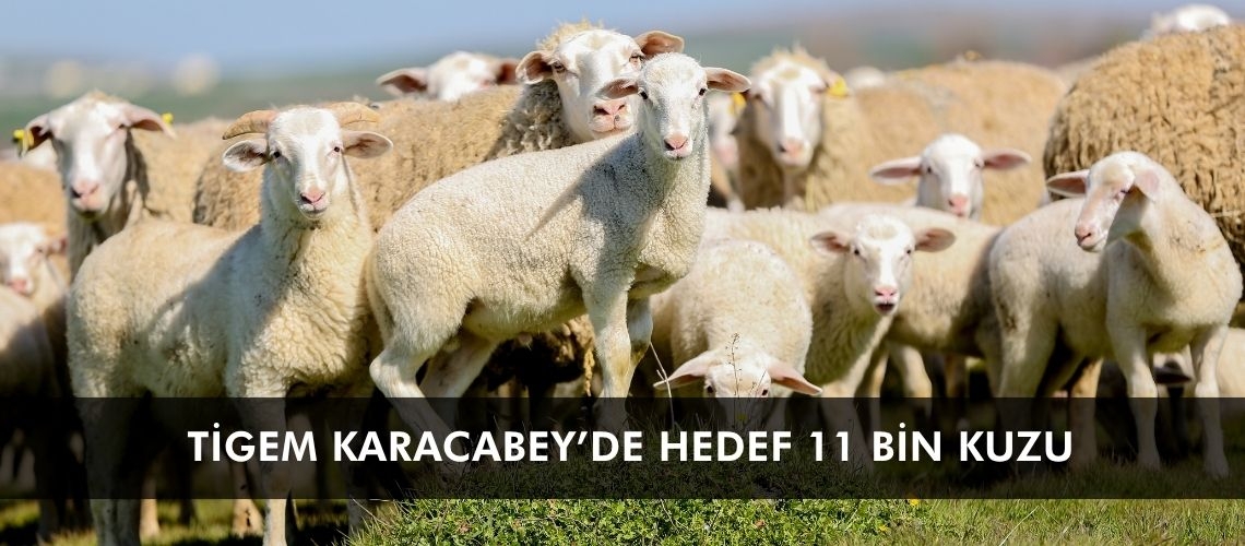 TİGEM Karacabey’de hedef 11 bin kuzu