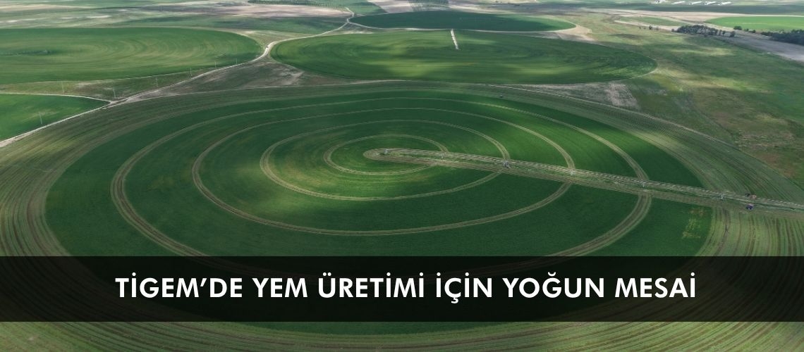 TİGEM’de yem üretimi için yoğun mesai
