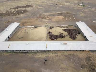 TİGEM’den hayvancılığa büyük destek