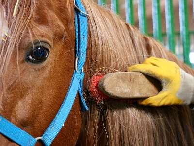 TİGEM'in şampiyon atlarına özel bakım