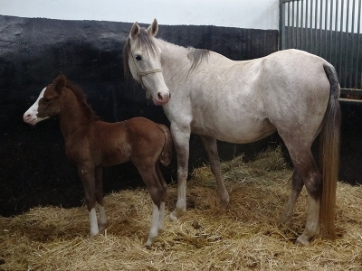 Geleceğin şampiyon tayları doğmaya başladı
