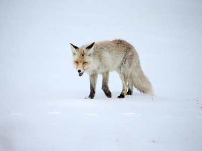 Kars'ta kızıl tilkiler avlanırken görüntülendi