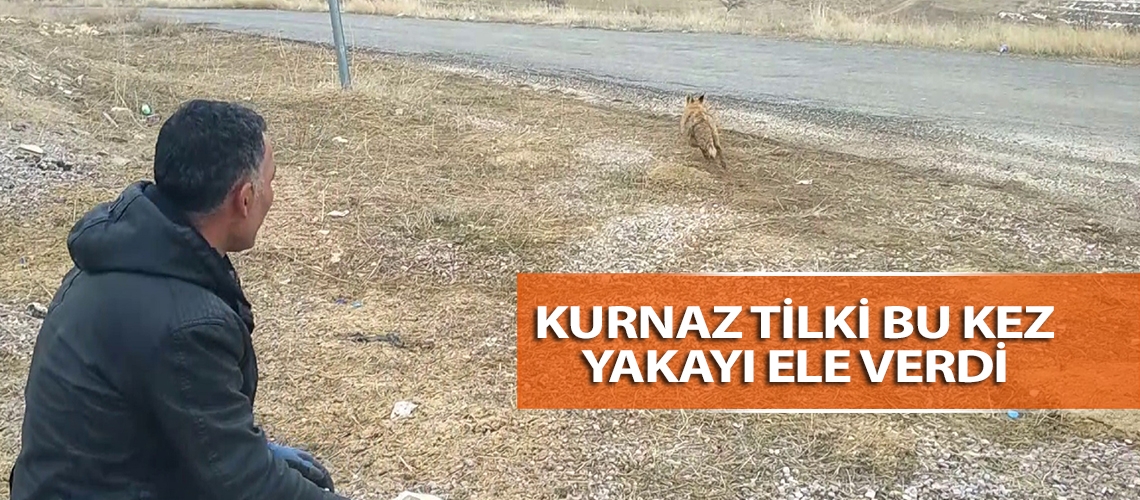 Kurnaz tilki bu kez yakayı ele verdi