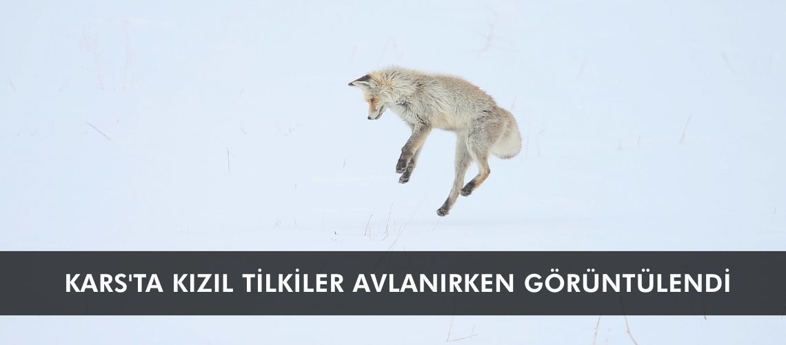 Kars'ta kızıl tilkiler avlanırken görüntülendi