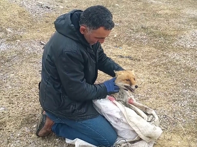 Kurnaz tilki bu kez yakayı ele verdi