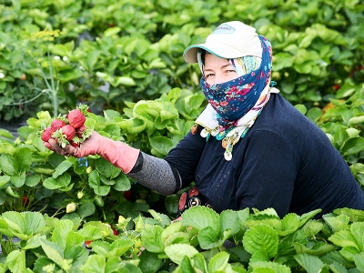 Tire’de organik çilekler için hasat vakti