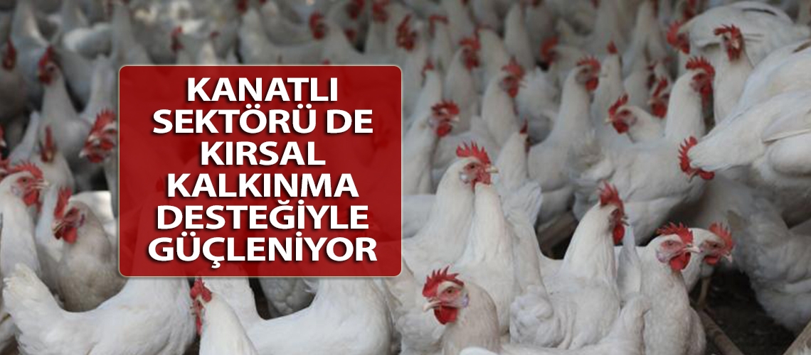 Kanatlı sektörü de kırsal kalkınma desteğiyle güçleniyor