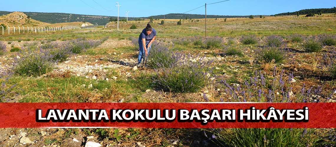 Lavanta kokulu başarı hikâyesi