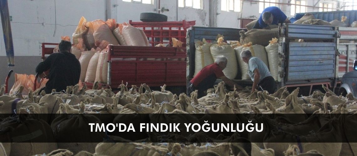 TMO'da fındık yoğunluğu